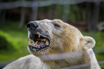 Close-up of a lion in zoo