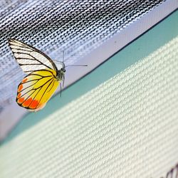 Close-up of butterfly