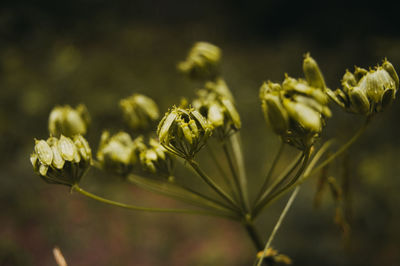 Close-up of flowering plant