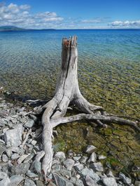 Driftwood on beach by sea against sky