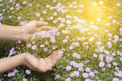 Cropped image of woman touching flowers