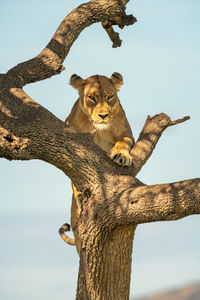 Lioness climbs to top of gnarled tree