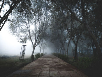 Empty footpath amidst trees