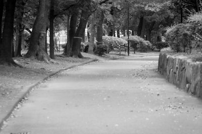 Road passing through forest