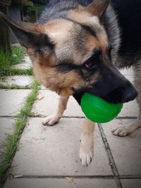 Close-up portrait of dog