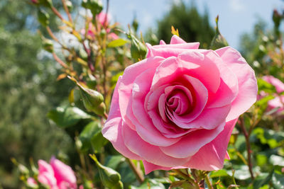 Close-up of pink rose