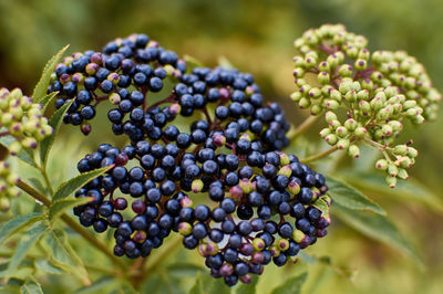 Close-up of berries growing on plant