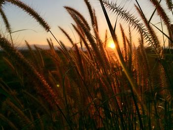 Close-up of stalks in field against bright sun