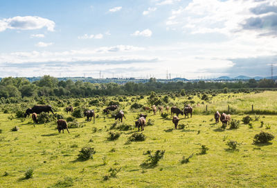 Flock of sheep in a field