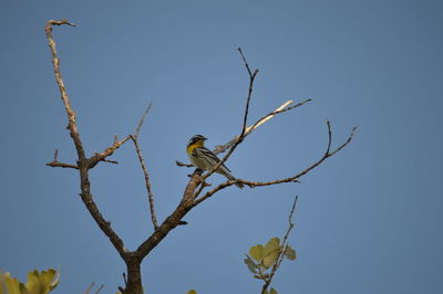 Low angle view of bird perching on tree against clear blue sky