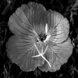 Close-up of flower blooming outdoors