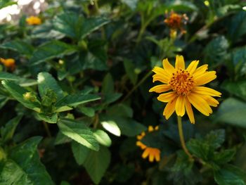 Close-up of yellow flowering plant