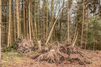 View of trees in forest