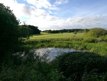 Scenic view of field against sky