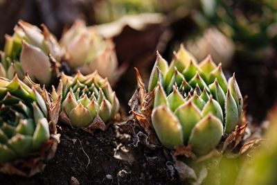 Close-up of succulent plant growing on field