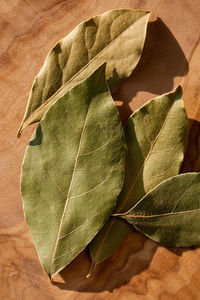 Close-up of leaf