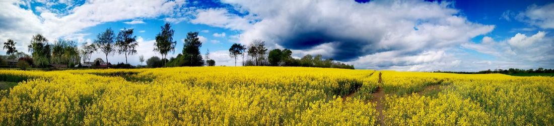 Panoramic view of field against sky