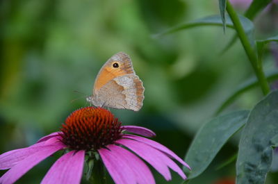 Close-up of butterfly on purple flower