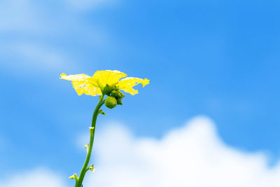 Close-up of yellow flowering plant against blue sky