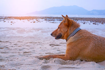 A smiling brown thai ridgeback dog sitting on white sand beach in sunlight mountain on background