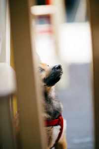 Close-up of dog at home