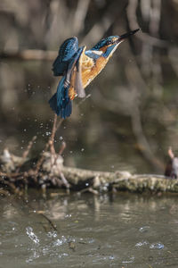 Bird flying over lake