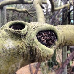 Close-up of tree trunk