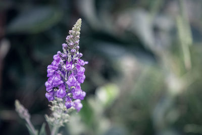 Close-up of purple flowering plant