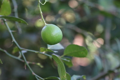 Close-up of fruit growing on tree