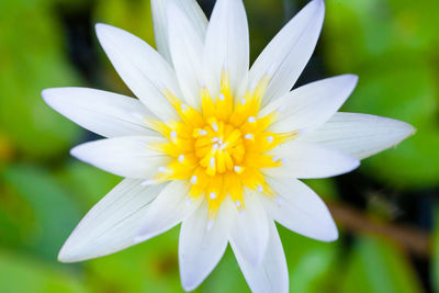 Close-up of white flower