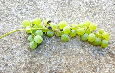 High angle view of plant growing on rock