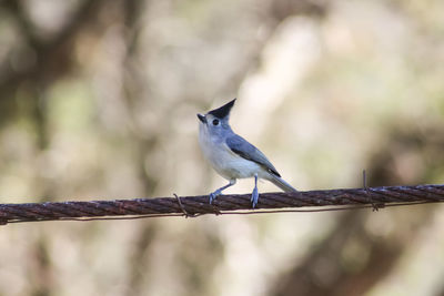 Close-up of bird perching on branch