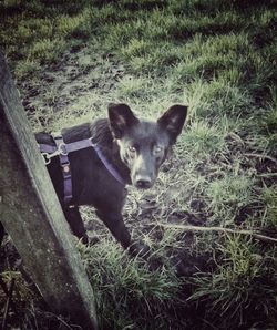 Portrait of dog on grassy field