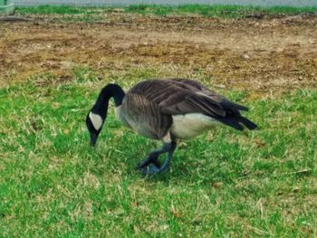 Side view of a bird on field