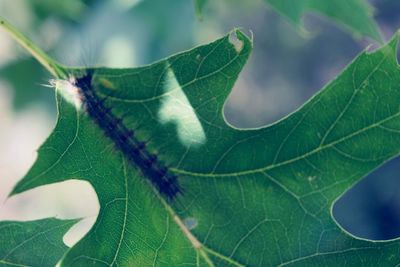 Close-up of insect on leaf