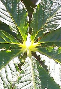 Close up of leaves