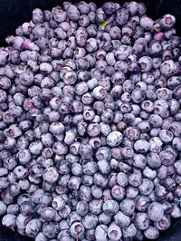 Blueberry bucket