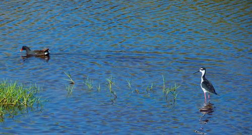 Ducks swimming in lake