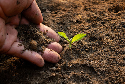 Close-up of hand holding plant