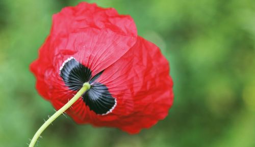 Close-up of red poppy flower