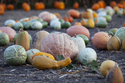 Close-up of pumpkins