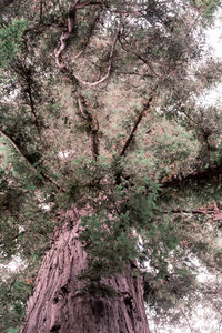 Low angle view of flower tree