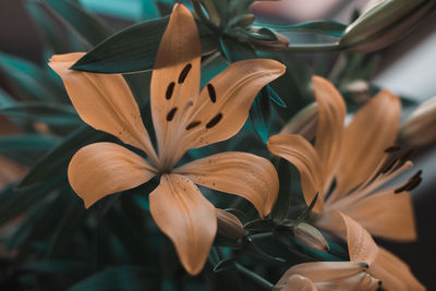 Close-up of flower