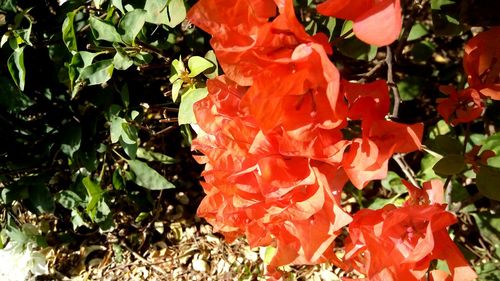 Close-up of red maple leaves