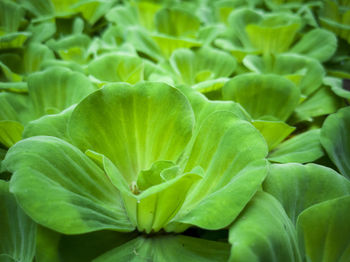 Full frame shot of green leaf