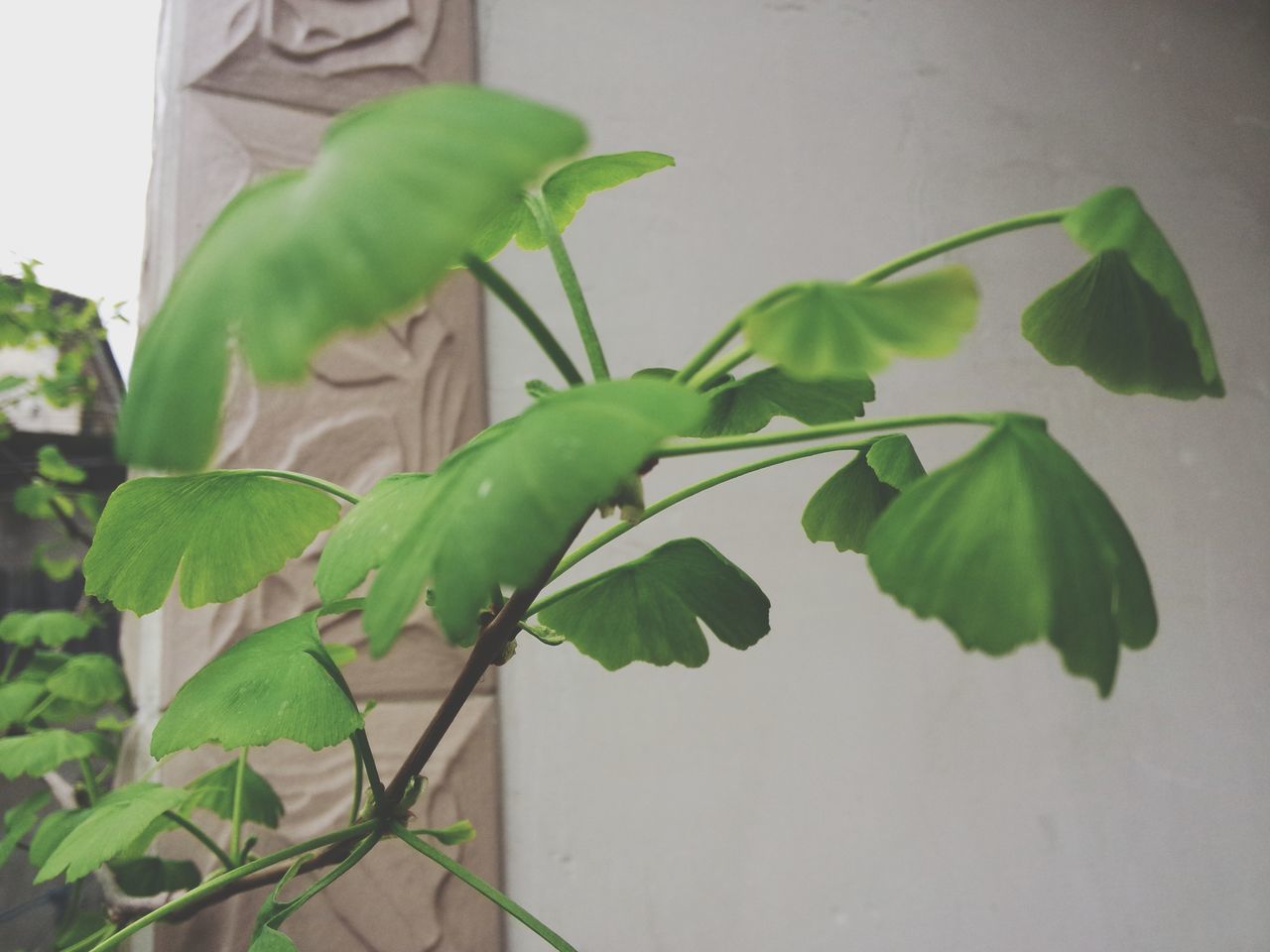 leaf, green color, plant, growth, close-up, potted plant, wall - building feature, stem, green, nature, indoors, growing, focus on foreground, freshness, day, no people, leaf vein, wall, built structure, sunlight