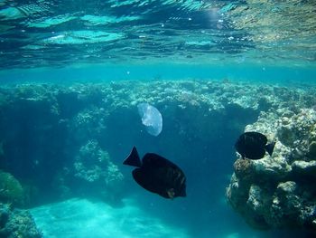 Fish swimming in sea