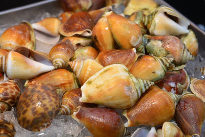 High angle view of seafood on barbecue