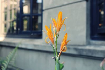 Close-up of yellow flowering plant