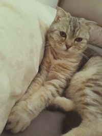 Close-up of cat sitting on bed